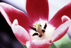 tulip_slide_34