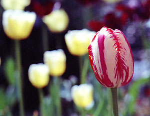 tulips_C7_89_22