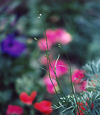 vine_C4_95_26
