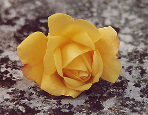 yellow_rose_C7_86_18