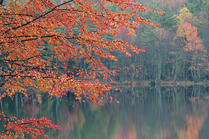 foliage_101704_058