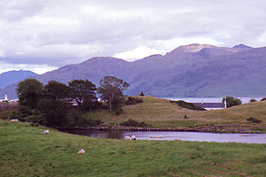 sheep on a hillside