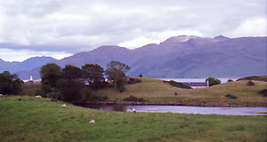 sheep_on_hillside_C15_86_11