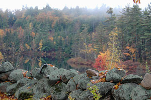 stone_wall_with_fall_colors_101704_042