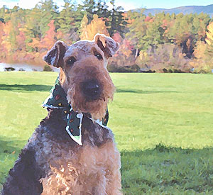 airedale_102302B_6_db
