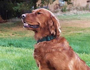 golden_retriever_102302A_12_db