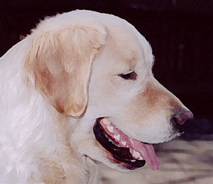 golden_retriever_headshot_051603_db