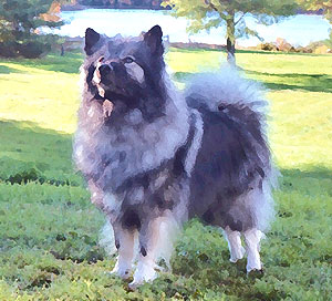 keeshond_102302B_12_db