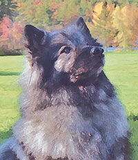 keeshond_102302B_13_db