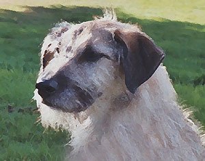 wolfhound_mix_102302B_24_db