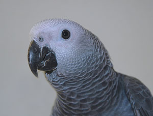 african_grey_parrot_081204_057