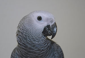 african_grey_parrot_081204_058