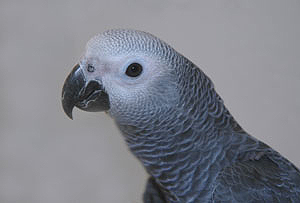 africana-grey_parrot_081204_47
