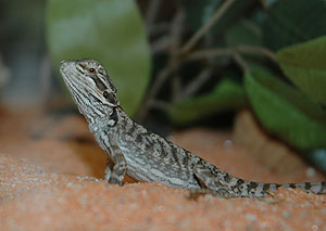 bearded_dragon_081204_35