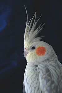 cockatiel_073004_107