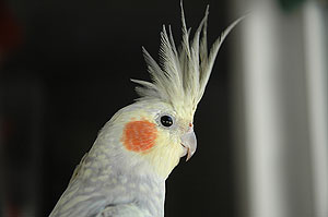 cockatiel_073004_51