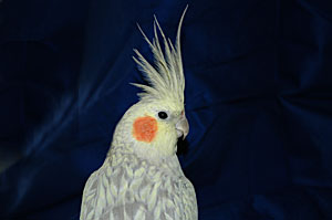 cockatiel_073004_90