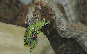 firebelly_toad_081204_27