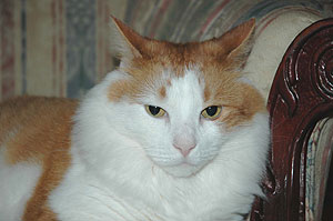maine_coon_cat_092604