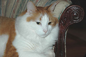 maine_coon_cat_092604_85