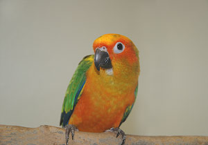 sun_conure_081204_73