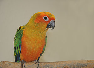sun_conure_081204_81