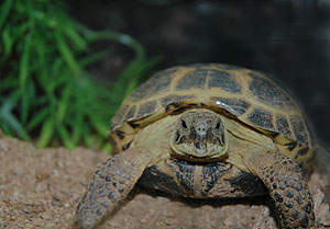 tortoise_081204_38