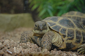 tortoise_081204_84