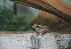 tree_frog_081204_29