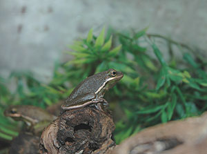 tree_frog_081204_30