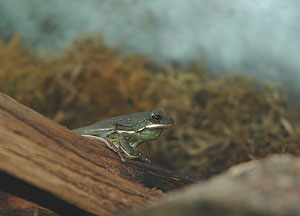 tree_frog_081204_31